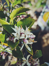 Load image into Gallery viewer, Meyer Lemon Blossom Enfleurage - supercharged early spring 2024. Fresh, elegant, uplifting aroma. Citrus x meyeri flowers.