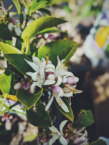 Meyer Lemon Blossom Enfleurage - supercharged early spring 2024. Fresh, elegant, uplifting aroma. Citrus x meyeri flowers.