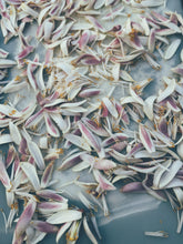 Load image into Gallery viewer, Meyer Lemon Blossom Enfleurage - supercharged early spring 2025. Fresh, elegant, uplifting aroma. Citrus x meyeri flowers.