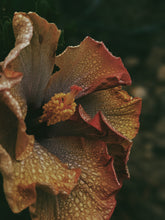 Load image into Gallery viewer, Queen Mab. natural perfume. Sandalwood, rose, patchouli, ylang ylang. April 2024
