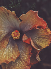 Load image into Gallery viewer, Queen Mab. natural perfume. Sandalwood, rose, patchouli, ylang ylang. April 2024