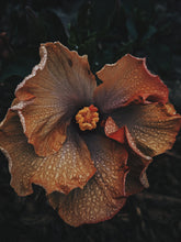 Load image into Gallery viewer, Queen Mab. natural perfume. Sandalwood, rose, patchouli, ylang ylang. April 2024