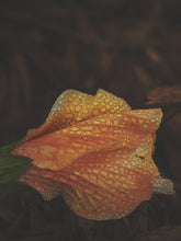 Load image into Gallery viewer, Queen Mab. natural perfume. Sandalwood, rose, patchouli, ylang ylang. April 2024