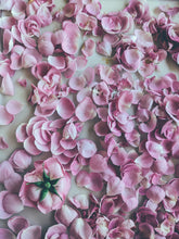 Load image into Gallery viewer, Rosichor. Vedic rose + petrichor natural perfume. April 2024