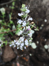 Load image into Gallery viewer, &#39;Thor&#39; Sage Seeds, Wild, De Luz. Hybrid of white and black sage. Open pollinated Salvia apiana x mellifera.