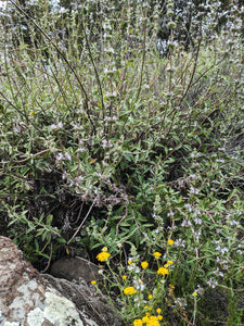 'Thor' Sage Seeds, Wild, De Luz. Hybrid of white and black sage. Open pollinated Salvia apiana x mellifera.
