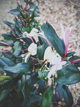 Load image into Gallery viewer, May Flower. Co-Enfleurage of Purple-Leaf Honeysuckle, Australian Wax Jasmine, Maid of Orleans Sambac Jasmine, and extremely fragrant Hybrid Tea Roses. May 2024