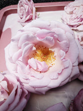 Load image into Gallery viewer, May Flower. Co-Enfleurage of Purple-Leaf Honeysuckle, Australian Wax Jasmine, Maid of Orleans Sambac Jasmine, and extremely fragrant Hybrid Tea Roses. May 2024