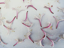 Load image into Gallery viewer, May Flower. Co-Enfleurage of Purple-Leaf Honeysuckle, Australian Wax Jasmine, Maid of Orleans Sambac Jasmine, and extremely fragrant Hybrid Tea Roses. May 2024