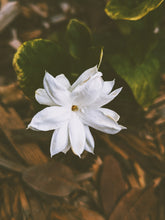Load image into Gallery viewer, May Flower. Co-Enfleurage of Purple-Leaf Honeysuckle, Australian Wax Jasmine, Maid of Orleans Sambac Jasmine, and extremely fragrant Hybrid Tea Roses. May 2024