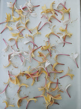 Load image into Gallery viewer, May Flower. Co-Enfleurage of Purple-Leaf Honeysuckle, Australian Wax Jasmine, Maid of Orleans Sambac Jasmine, and extremely fragrant Hybrid Tea Roses. May 2024