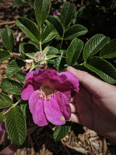 Load image into Gallery viewer, Satsuma Plum. natural perfume. Satsuma plum, Hinoki wood, Hiba cedar, Japanese rose, and Shimoyama First Flush Sencha tea. June 2024