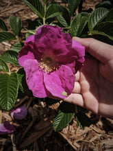 Load image into Gallery viewer, Satsuma Plum. natural perfume. Satsuma plum, Hinoki wood, Hiba cedar, Japanese rose, and Shimoyama First Flush Sencha tea. June 2024