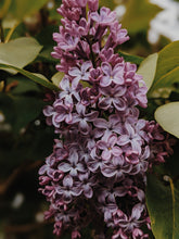 Load image into Gallery viewer, Lilac Enfleurage.