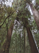 Load image into Gallery viewer, Moss Northwest. natural perfume. giant ferns, moss, fungi, ocean. damp usnea, mushroom umbrellas, spores, emerald carpet, earth anemones. November 2023
