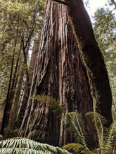 Load image into Gallery viewer, Moss Northwest. natural perfume. giant ferns, moss, fungi, ocean. damp usnea, mushroom umbrellas, spores, emerald carpet, earth anemones. November 2023