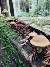 Load image into Gallery viewer, Moss Northwest. natural perfume. giant ferns, moss, fungi, ocean. damp usnea, mushroom umbrellas, spores, emerald carpet, earth anemones. November 2023