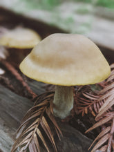 Load image into Gallery viewer, Moss Northwest. natural perfume. giant ferns, moss, fungi, ocean. damp usnea, mushroom umbrellas, spores, emerald carpet, earth anemones. November 2023