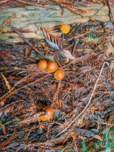 Load image into Gallery viewer, Moss Northwest. natural perfume. giant ferns, moss, fungi, ocean. damp usnea, mushroom umbrellas, spores, emerald carpet, earth anemones. November 2023
