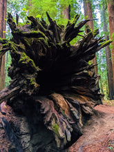 Load image into Gallery viewer, Moss Northwest. natural perfume. giant ferns, moss, fungi, ocean. damp usnea, mushroom umbrellas, spores, emerald carpet, earth anemones. November 2023