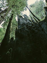 Load image into Gallery viewer, Moss Northwest. natural perfume. giant ferns, moss, fungi, ocean. damp usnea, mushroom umbrellas, spores, emerald carpet, earth anemones. November 2023