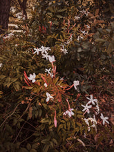 Load image into Gallery viewer, Jasminum Polyanthum Enfleurage.