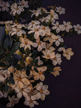 Load image into Gallery viewer, Folklore. Gardenia Jasminoides Enfleurage by Cultivar. Rare. Pineapple, milk froth, star jasmine, meadow grasses. September 2022