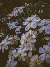 Load image into Gallery viewer, Folklore. Gardenia Jasminoides Enfleurage by Cultivar. Rare. Pineapple, milk froth, star jasmine, meadow grasses. September 2022