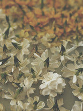 Load image into Gallery viewer, Bridal. Gardenia Jasminoides Enfleurage by Cultivar. Rare. Creamy-fruity notes, apple banana, cherimoya/custard apple, Formosa lily (Lilium formosanum), kiwifruit, snapdragons. April 2025