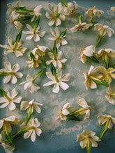 Load image into Gallery viewer, Folklore. Gardenia Jasminoides Enfleurage by Cultivar. Rare. Pineapple, milk froth, star jasmine, meadow grasses. September 2022
