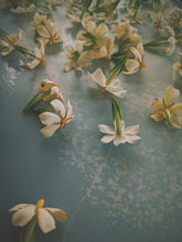 Load image into Gallery viewer, Folklore. Gardenia Jasminoides Enfleurage by Cultivar. Rare. Pineapple, milk froth, star jasmine, meadow grasses. September 2022