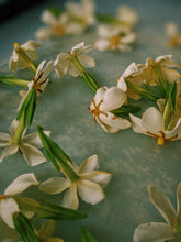 Load image into Gallery viewer, Folklore. Gardenia Jasminoides Enfleurage by Cultivar. Rare. Pineapple, milk froth, star jasmine, meadow grasses. September 2022