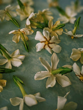 Load image into Gallery viewer, Folklore. Gardenia Jasminoides Enfleurage by Cultivar. Rare. Pineapple, milk froth, star jasmine, meadow grasses. September 2022