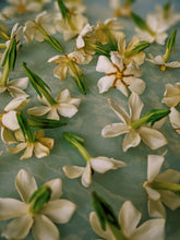 Load image into Gallery viewer, Folklore. Gardenia Jasminoides Enfleurage by Cultivar. Rare. Pineapple, milk froth, star jasmine, meadow grasses. September 2022