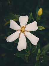 Load image into Gallery viewer, Folklore. Gardenia Jasminoides Enfleurage by Cultivar. Rare. Pineapple, milk froth, star jasmine, meadow grasses. September 2022