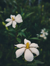 Load image into Gallery viewer, Folklore. Gardenia Jasminoides Enfleurage by Cultivar. Rare. Pineapple, milk froth, star jasmine, meadow grasses. September 2022