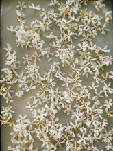 Load image into Gallery viewer, Star Jasmine Enfleurage.