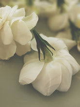 Load image into Gallery viewer, Chalice. Gardenia Jasminoides Enfleurage by Cultivar. Rare. Cotton, linen, fresh notes, green coconut scent of black fig leaves, rice milk, crushed raw sweet almonds. April 2025