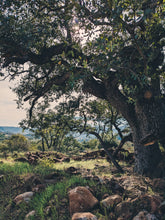 Load image into Gallery viewer, Fresh ripe Engelmann Oak acorns (endangered species). Viable live seeds of Quercus engelmannii. Grow your own Engelmann Oak.