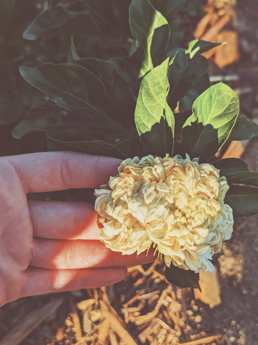 Jasmine Sambac Enfleurage. – Wild Veil