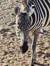 Load image into Gallery viewer, Zebra. natural perfume. equine couture. stark polarity of clean black and white stripes against a background of dusty hooves, siringet grass, and sundried manure. September 2023