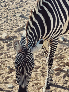 Zebra. natural perfume. equine couture. stark polarity of clean black and white stripes against a background of dusty hooves, siringet grass, and sundried manure. September 2023