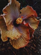 Load image into Gallery viewer, Queen Mab. natural perfume. Sandalwood, rose, patchouli, ylang ylang. April 2024