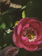 Load image into Gallery viewer, Pink Lotus Soliflore. Concentrated Nelumbo nucifera natural perfume with in house aromatic extracts. green spicy rhizomes, honey, sweet fruit, and dense lotus cakes in the middle, and an exotic base both aquatic and solid. October 2023