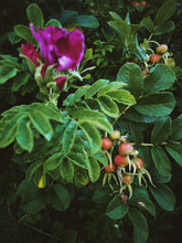 Load image into Gallery viewer, Close-up of a flowering plant with pink flowers and green leaves.