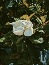 Load image into Gallery viewer, Southern Magnolia Soliflore. natural perfume. single note Magnolia grandiflora perfume with rare and in house extracts. Notes of rainwater, lemon blossom, linden blossom. June 2025
