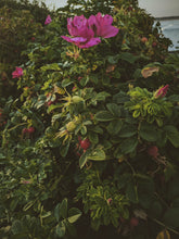 Load image into Gallery viewer, Flowering Rosa rugosa bush with pink flowers and green leaves near the Maine ocean.