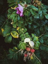 Load image into Gallery viewer, Floral and fruit-bearing plant with pink flower, green leaves, and red fruits.