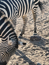 Load image into Gallery viewer, Zebra. natural perfume. equine couture. stark polarity of clean black and white stripes against a background of dusty hooves, siringet grass, and sundried manure. September 2023