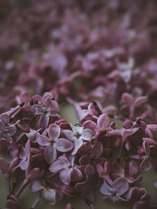 Lilac Enfleurage.